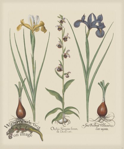 (image for) Besler 197 Colored B2