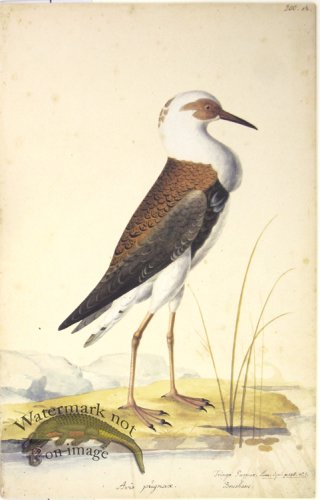 (image for) 200A Swedish Birds . Tringa Pugnax ? Ruff