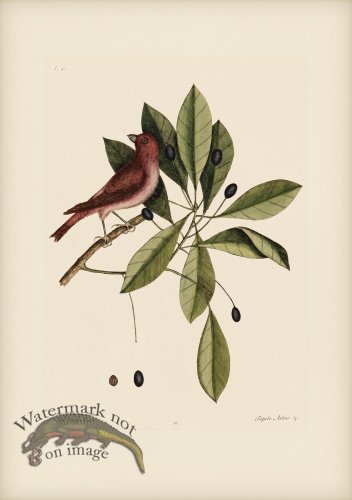 (image for) 041 Purple Finch