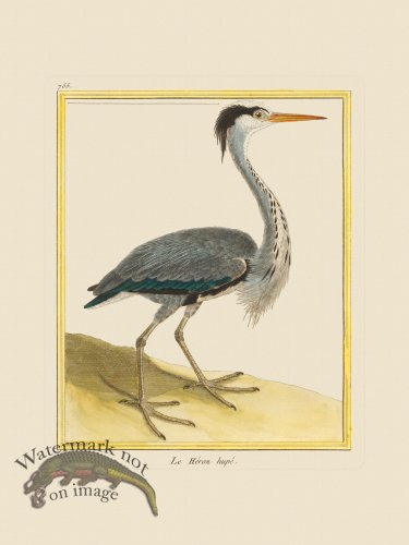 (image for) Martinet Bird 755