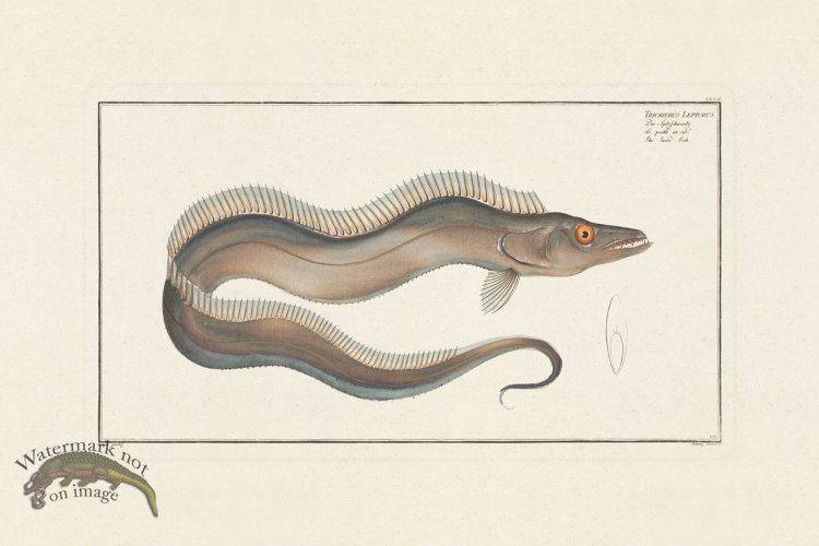 (image for) BLOCH FISH 158