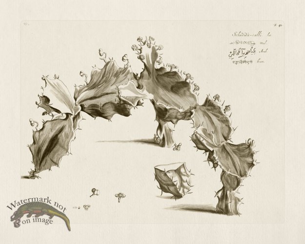 (image for) HORTUS VOL 02 42