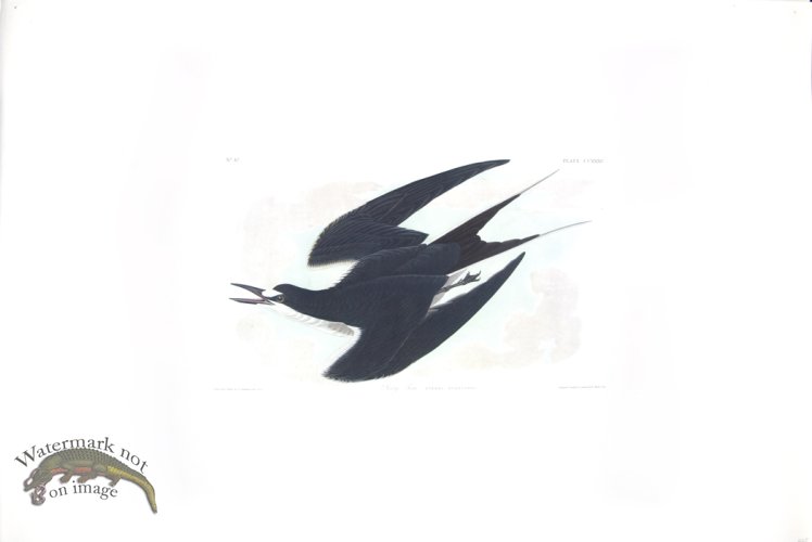 (image for) Sooty Tern