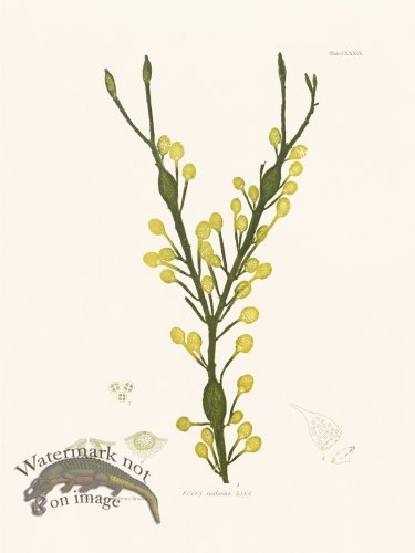 (image for) Bradbury Seaweed 139