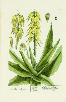 Blackwell German 188