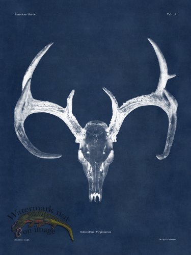 (image for) Blue Bones 08 White Tail