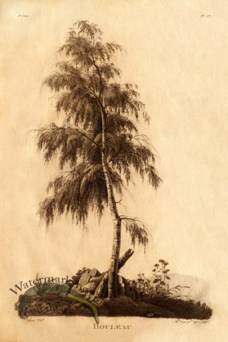 (image for) Defiennes Trees 05 S