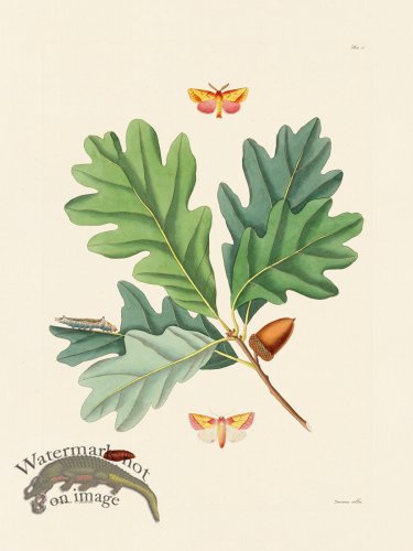 (image for) Abbot Butterfly 087