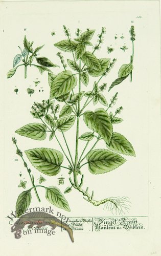 (image for) Blackwell German 070