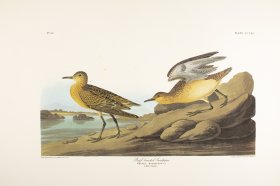 Buff Breasted Sandpiper