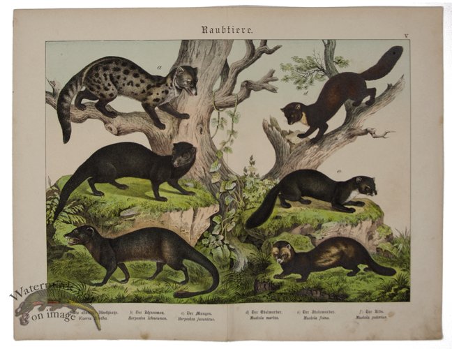 Indian civet Polecat 