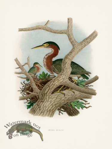 Thomas Gentry Bird 02