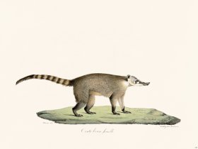 Cuvier 179 Brown Coati