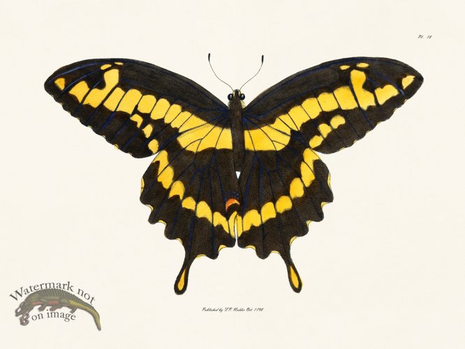 (image for) Nodder BF 18