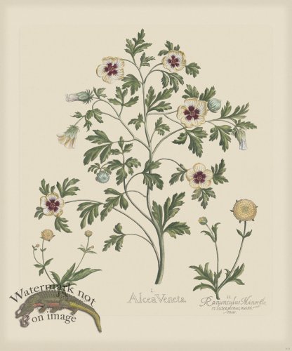 (image for) Besler 217 Colored B2