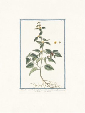 Bonelli 043 False mallow