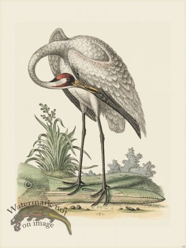 (image for) Edwards 132 Hooping-Crane