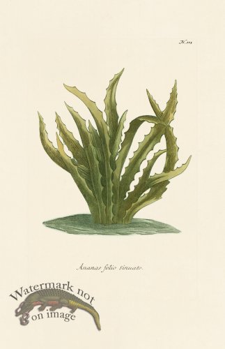 (image for) Weinmann PL 111