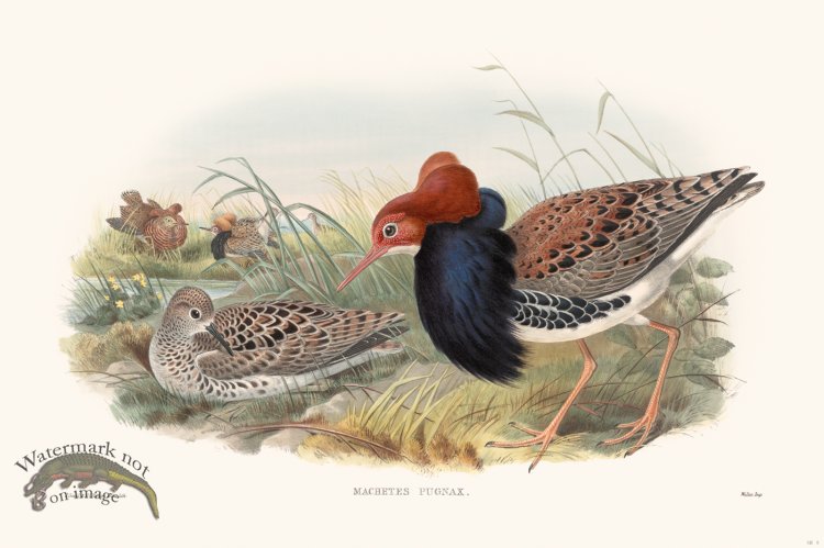 (image for) Gould Shore Bird 008