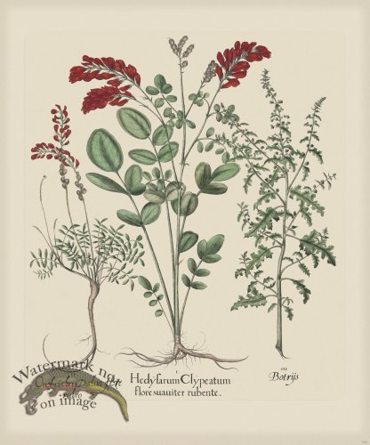 (image for) Besler 295 Colored B2