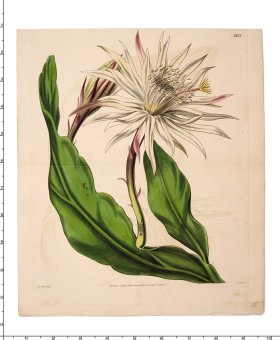 Curtis Botanical 064