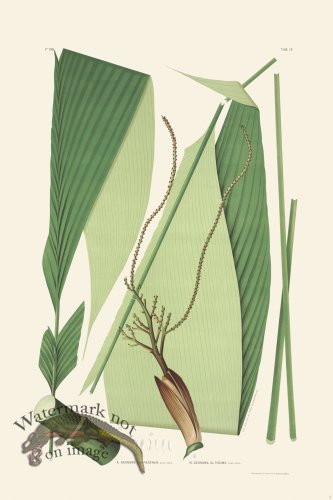 (image for) Rodrigues Palm Front 002