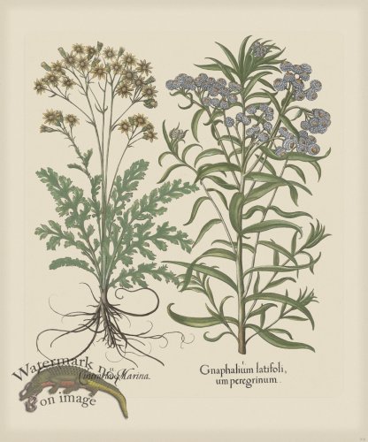 (image for) Besler 212 Colored B2