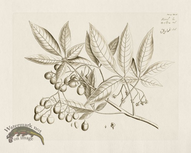 (image for) HORTUS VOL 04 36