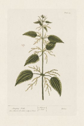 BEE 012 Stinging Nettle.