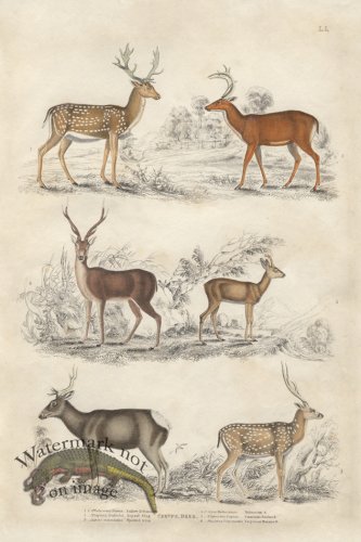 (image for) EJNH Deer 04