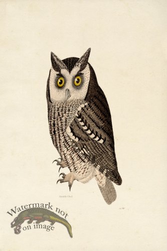 KO 14 Male Mottle Owl