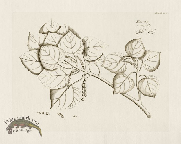 (image for) HORTUS VOl 05 32