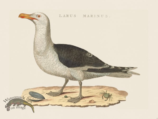 (image for) Nozeman Bird 072