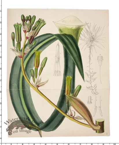(image for) Curtis Botanical 012