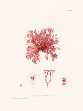 Bradbury Seaweed 106