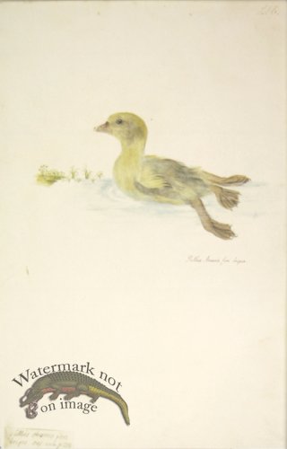(image for) 218 Swedish Birds . Pullus Anseris.Gosling