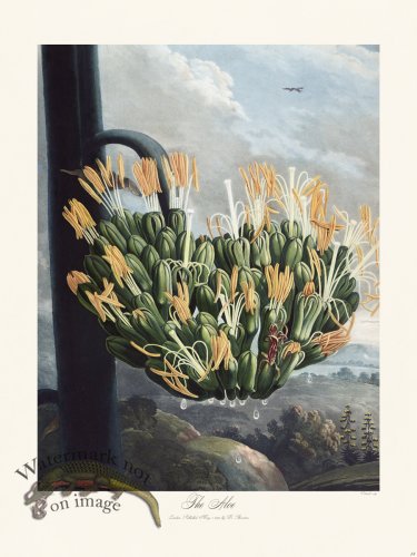 (image for) 13 The Aloe