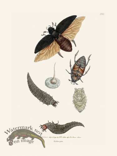 (image for) 292 Dytiscus Great