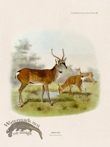 Lydekker Deer 09