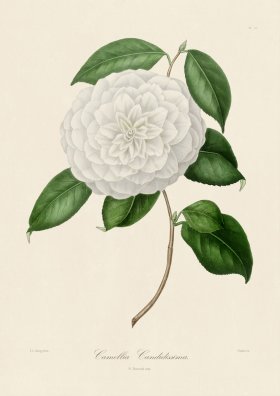 A generic image