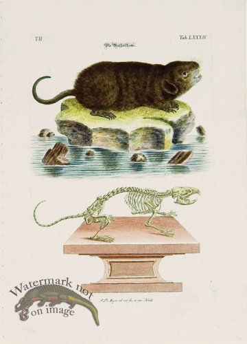 (image for) Meyer Animal 05