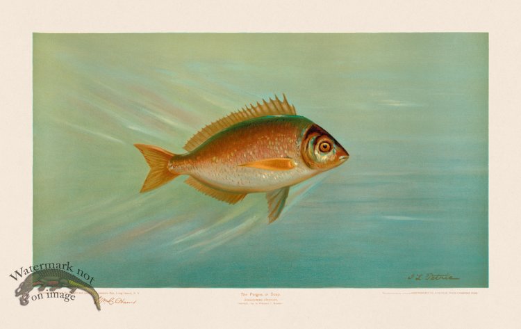 Porgee or Scup