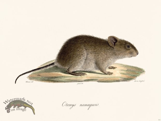 (image for) Cuvier 311 Namaquian Otomys