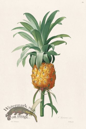 (image for) Les Liliacees Redoute 456