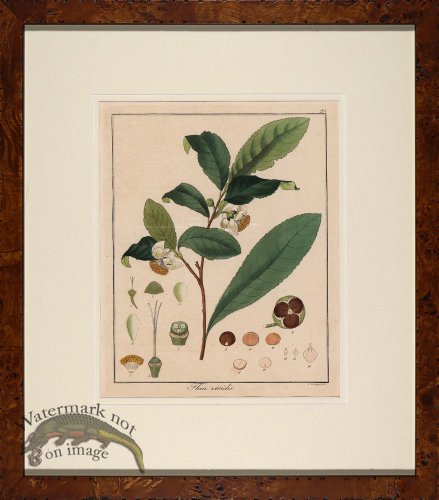 (image for) Hayne\'s Botanical in Burl 16