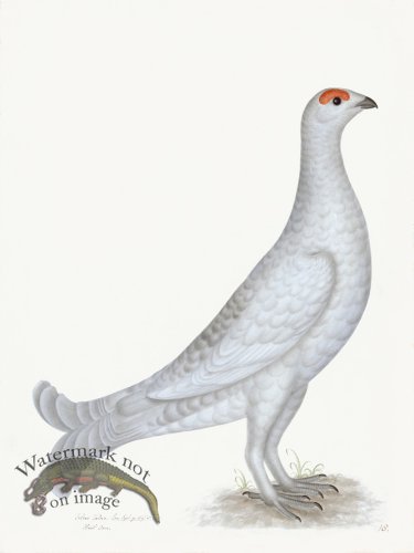 (image for) Rudbeck 018 GROUSE ALBINO 18x24