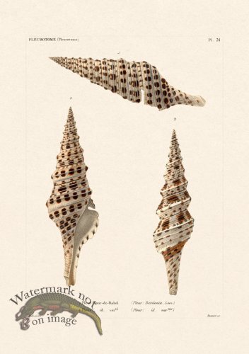 (image for) French Shell 024