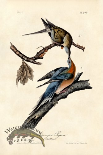 (image for) Passenger Pigeon