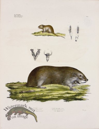 (image for) Goldfuss Spiny Mouse and Mouse