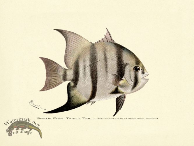 (image for) Spade Fish